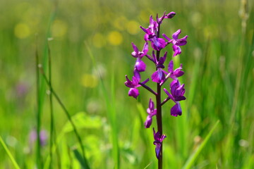 Jersey Orchid, U.K. Macro image of marsh Spring flowers.
