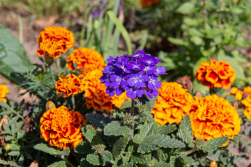 Blooming Mexican marigold (Tagetes erecta) and Verbena flowers