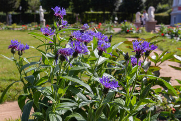 Fototapeta premium Blooming mountain cornflower (Centaurea montana) in garden