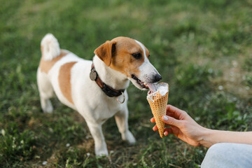 Portrait of a happy and crazy Jack Russell Terrier dog eating ice cream. Smooth coat of red color....