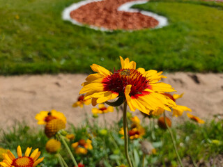Wasp eating nectar on yellow common blanketflower (Gaillardia aristata) flowers