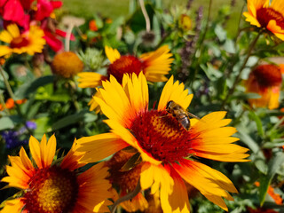 Wasp eating nectar on yellow common blanketflower (Gaillardia aristata) flowers