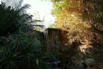 Quiet corner of a green garden with a pond
