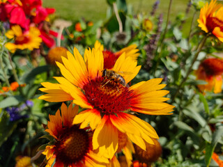 Wasp eating nectar on yellow common blanketflower (Gaillardia aristata) flowers