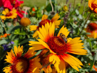 Wasp eating nectar on yellow common blanketflower (Gaillardia aristata) flowers
