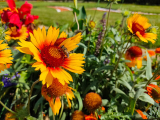 Wasp eating nectar on yellow common blanketflower (Gaillardia aristata) flowers