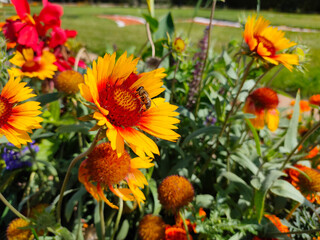 Wasp eating nectar on yellow common blanketflower (Gaillardia aristata) flowers