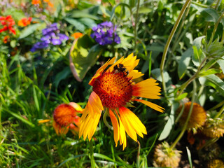 Wasp eating nectar on yellow common blanketflower (Gaillardia aristata) flowers