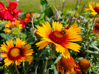 Wasp eating nectar on yellow common blanketflower (Gaillardia aristata) flowers