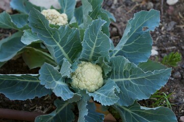 Young plant of Cauliflower in the garden