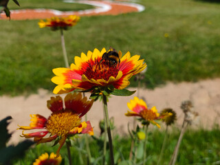 Bumblebee collecting pollen on yellow common blanketflower (Gaillardia aristata) flowers