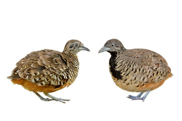 Both male and female of Barred Buttonquail with same look and identical spot on their chest in comparison