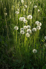 White dandelions growing in the field. Evening backlight.