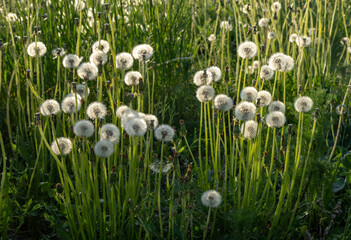 White dandelions growing in a field