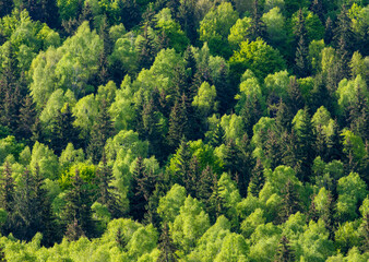 a mixed forest seen from above
