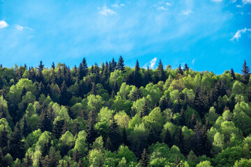 landscape with deciduous and coniferous forest