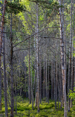 many dry trees in the forest