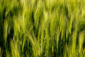 green wheat plants in a crop