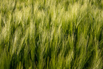 a close-up of green wheat plants in a field