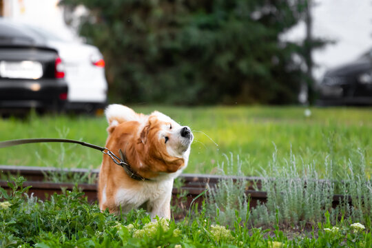 The dog breed American Akita shakes off and drools in all directions on a walk in the park. Funny red-haired pet with white color shakes off in the city against the background of rails and cars.