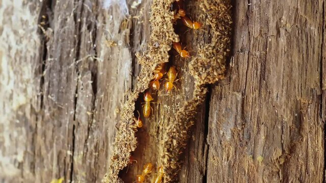 Termite Workers,  Small termites, Termites workers repairing a tunnel. Selective focus.
