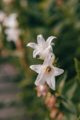 close up macro  of a beautiful  white flower 