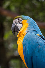 blue and yellow macaw