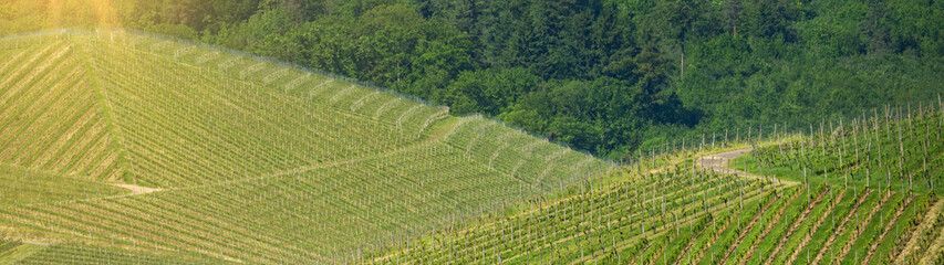 Beautiful landscape background, panorama of vineyards grapevines grapes fields in the Black Forest...