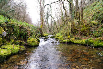 Mountain river with trees and abundant moss on the rocks. River landscape.