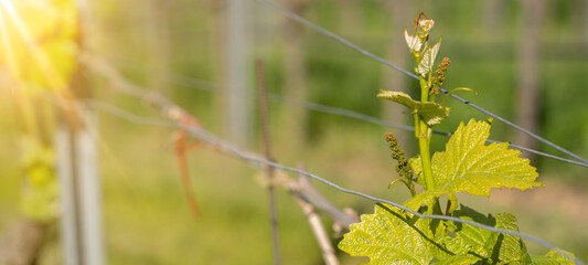 Close up of vineyards grapevines grapes in the Black Forest Durbach Offenburg Ortenaukreis,...