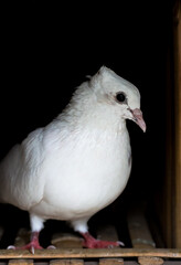 A white pigeon standing inside of a loft close up