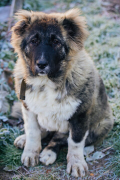 an adorable shepherd sitting on the ground with sadly - looking eyes 