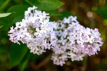 Beautiful purple lilac inflorescences with green foliage. Spring flowering of trees.