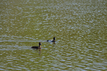 Male and Female Greater Scaups in the Water