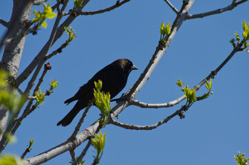 A Brown-Headed Cowbird in a Tree