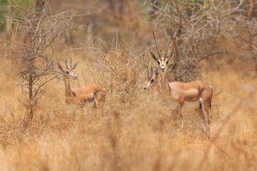 Grant's Gazelle - Nanger granti, small fast antelope from African savanna, Bale mountains, Etiopia.