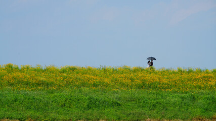 풀꽃이 피어있는 둑방길