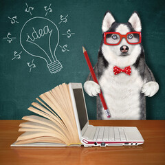 A dog husky in glasses with a pencil points to a light bulb that is drawn on the chalkboard.