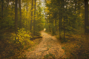 Fototapeta premium autumn in the forest