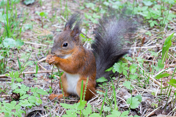 Naklejka na ściany i meble Fluffy red squirrel with white belly sits in a forest glade among grass and eating a nut. Selective focus