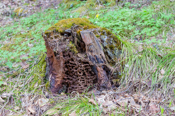 Fototapeta premium Anthill in a rotten log among early springtime forest in siberian taiga