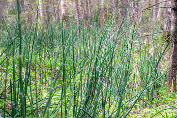 Obraz premium Abstract natural background with green young common reed sprouts or Phragmites australis in swampy forest. Selective focus