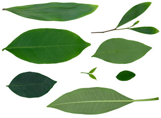 Closeup of set of green nature leaf isolated cutout on white background with clipping path.