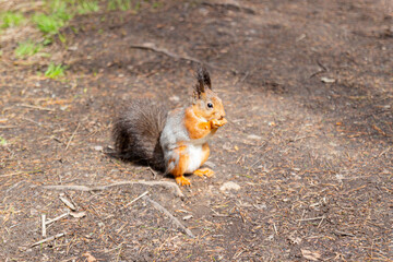 Naklejka na ściany i meble Squirrel sits on land in a forest. Spring squirrel molt with change from gray to red fur