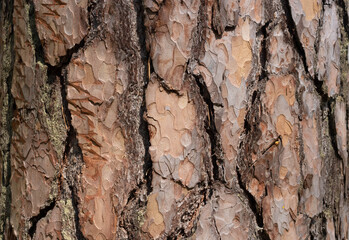 Brown pine bark background on a sunny day