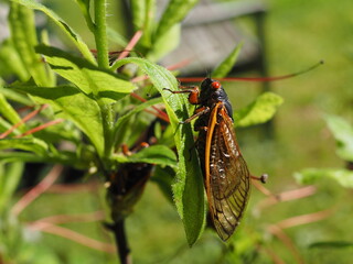 brood X cicada on azalea plant