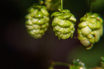 Farming and agriculture concept. Green fresh ripe organic hop cones for making beer and bread, close up. Fresh hops for brewing production. Hop plant growing in garden on farm.