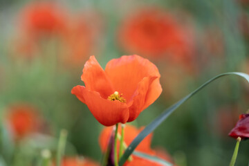 Obraz premium poppy fields in spring in the highlands