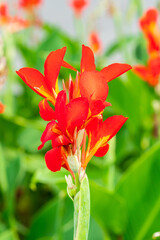 Red flower with big green leaves.(Indian shot or African arrowroot) canna, cannaceae, canna lily, Sierra Leone arrowroot, Flowers at the garden, nature background