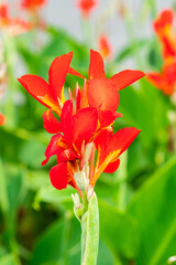 Red flower with big green leaves.(Indian shot or African arrowroot) canna, cannaceae, canna lily, Sierra Leone arrowroot, Flowers at the garden, nature background